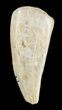 Bargain, Timurlengia (Tyrannosaur) Tooth - Uzbekistan #48026-1
